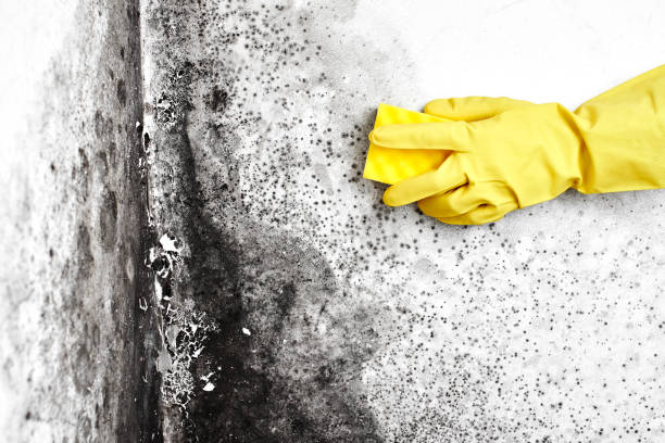 Office Mold Removal Services in La Vernia, TX