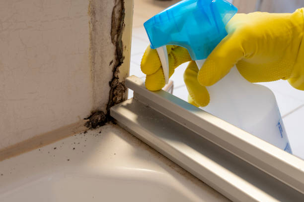 Best Commercial Mold Removal  in La Vernia, TX