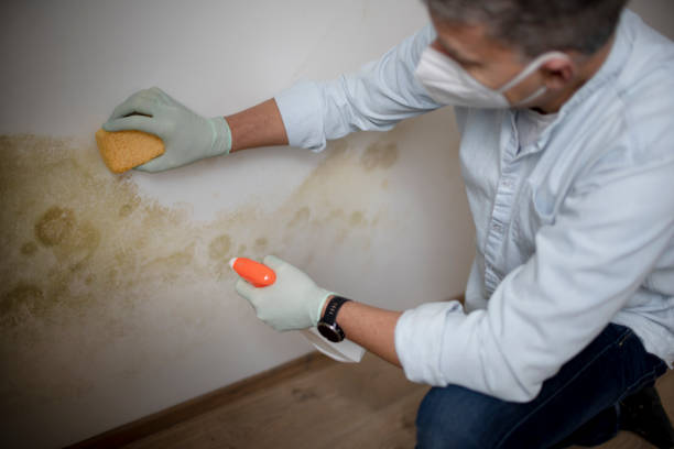 Best Home Mold Removal  in La Vernia, TX