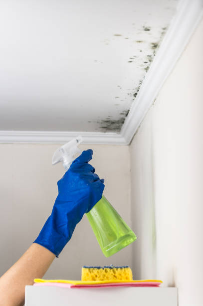 Best Black Mold Removal  in La Vernia, TX