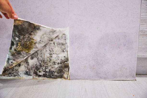Best Office Mold Removal Services  in La Vernia, TX